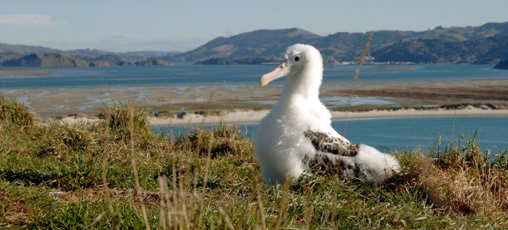 Royal Albatross at the Otago Peninsula